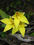 Cowslip Orchids