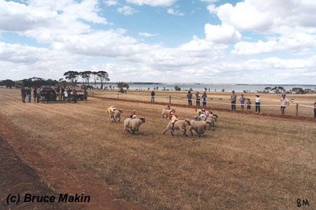 kulin_races_sheep